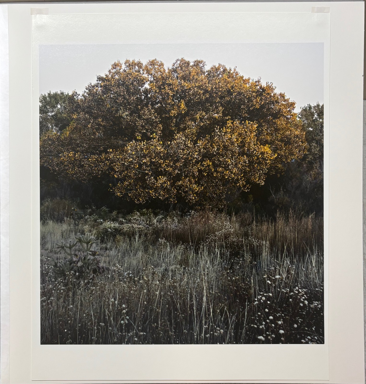 Vintage SUSANNAH HAYS ‘Star Vibrations’ SANTA FE New Mexico Landscape PHOTO