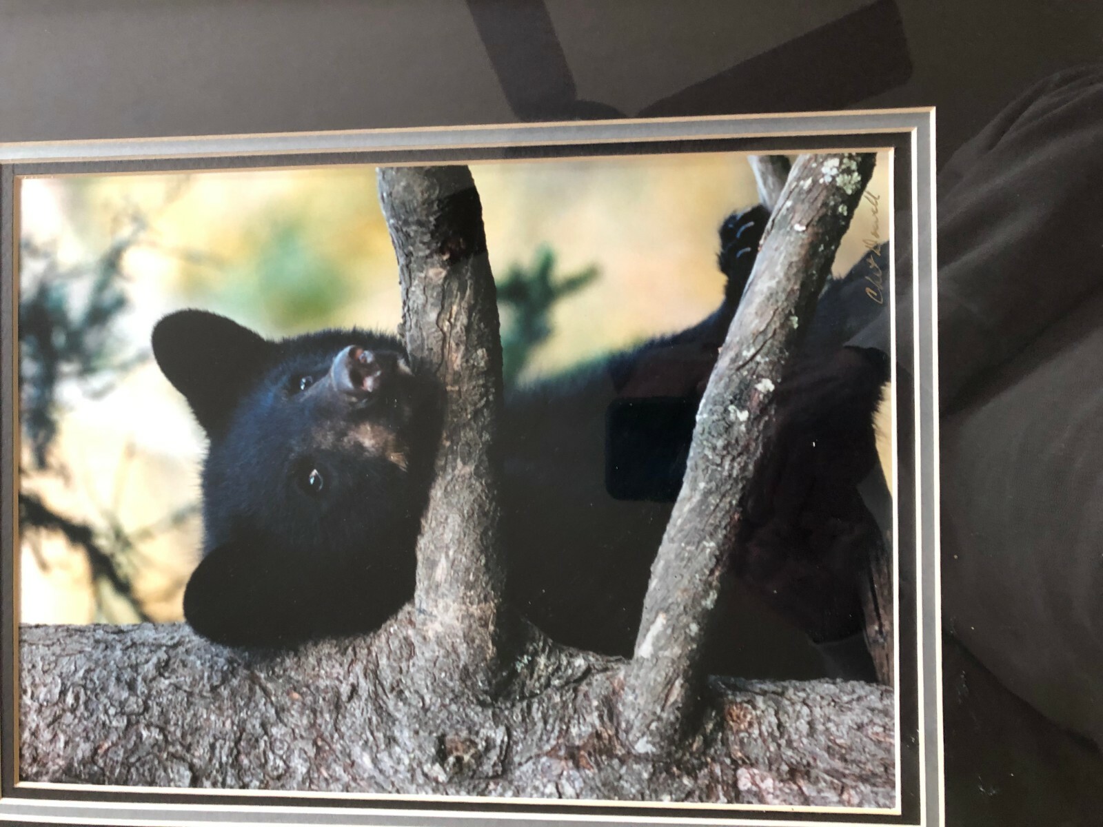 “BLACK BEAR CUB CHIN UP” OPEN EDITION FRAMED PHOTOGRAPH BY CHET DOWELL