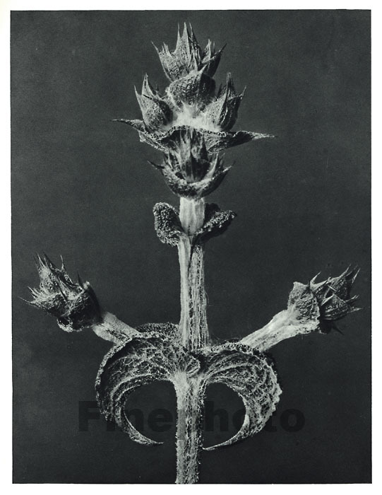 1929 Original Vintage KARL BLOSSFELDT Botanical Plant Flower Abstract Photo Art