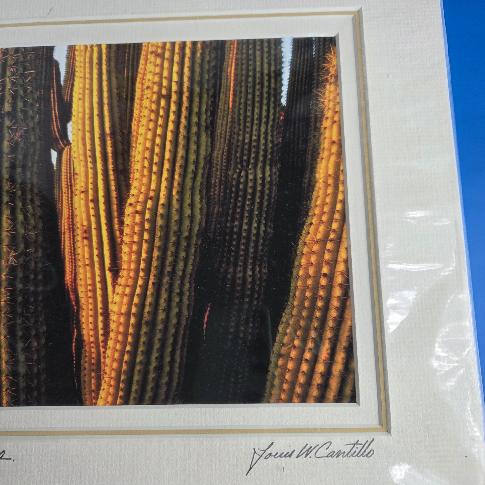 Louis Cantillo ORGAN PIPE CATUS Signed Photo Arizona Matted Mounted 14 x 11 New