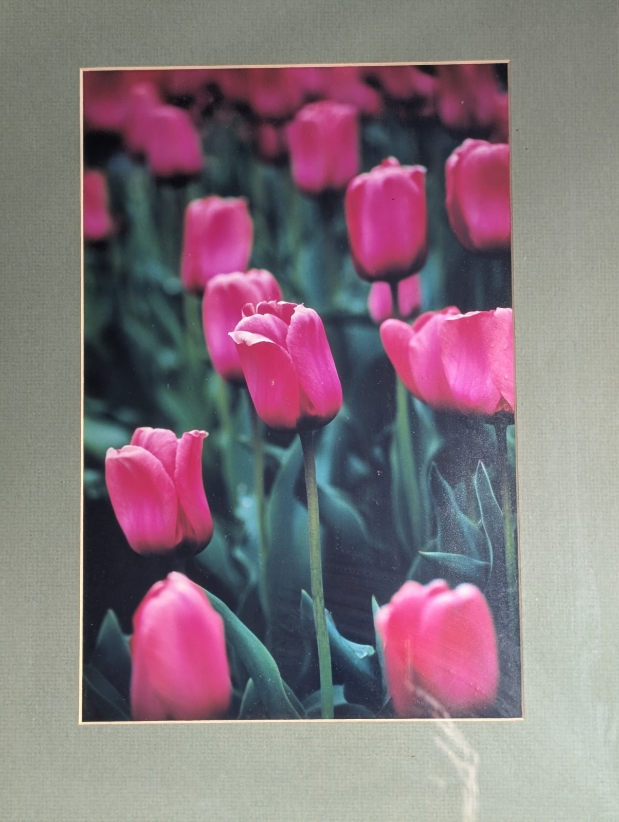 Framed Pink Tulips Floral Photograph -Green Matting Silver Frame 16.5″x12.5″