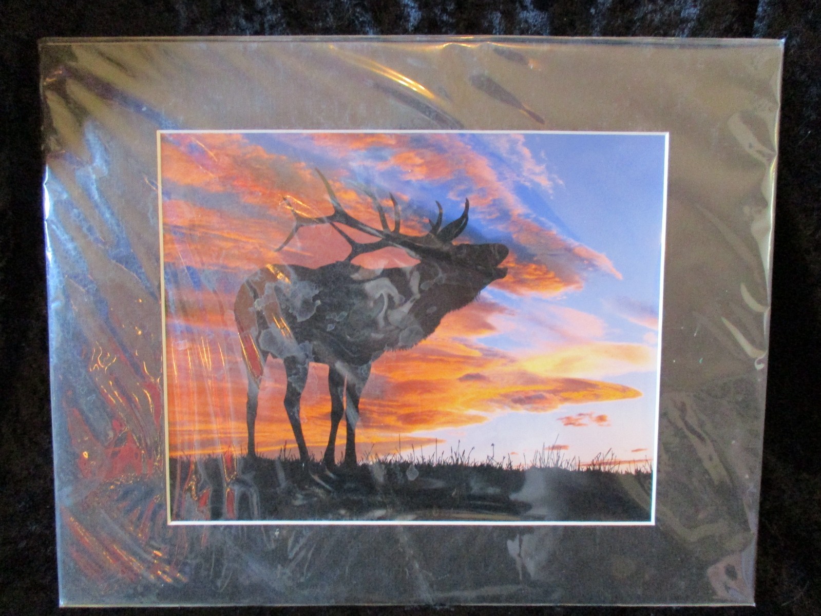 11″ x 14″ Matted Original Nature Photo Titled: “Sunset Elk” On Semi-Gloss Paper