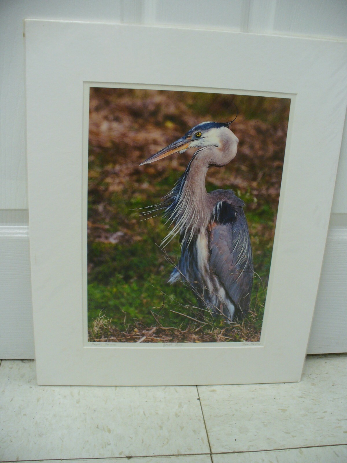 MATTED PHOTOGRAPHY Great Blue in Paynes Prairie by Dom Martino 16×20