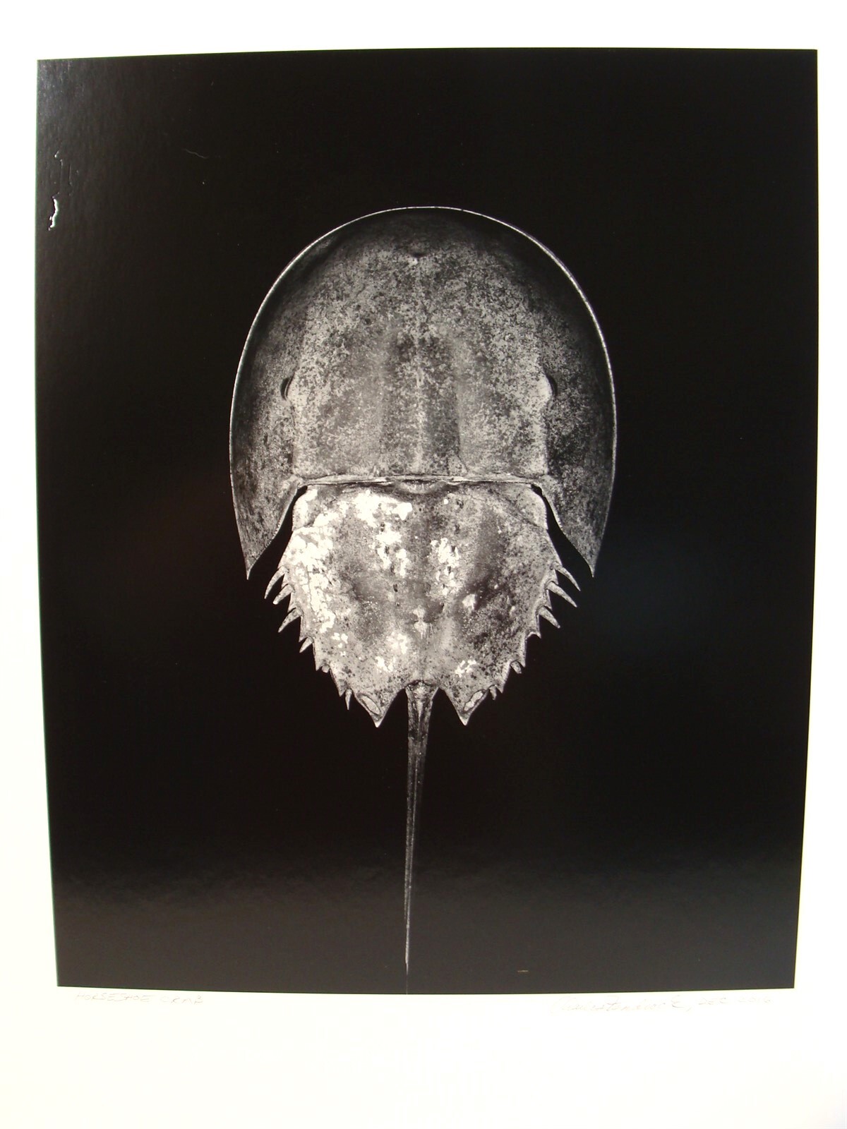 Original 2016 Charles Fendrock Horseshoe Crab Photograph