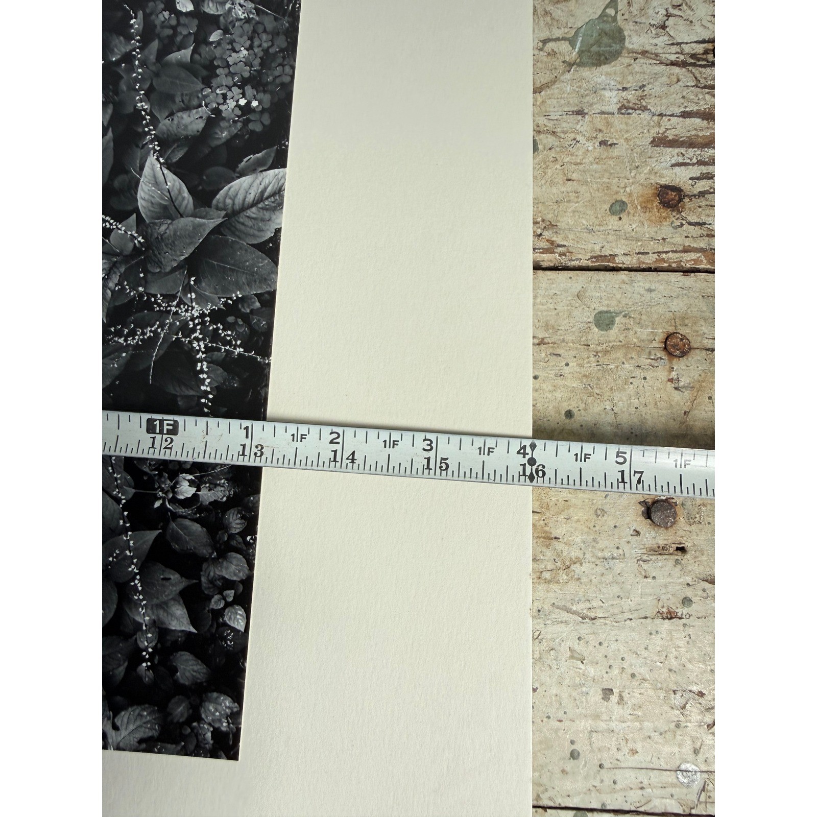 Black and White Botanical Fine Art Print Nature Photography Textured Paper 2939