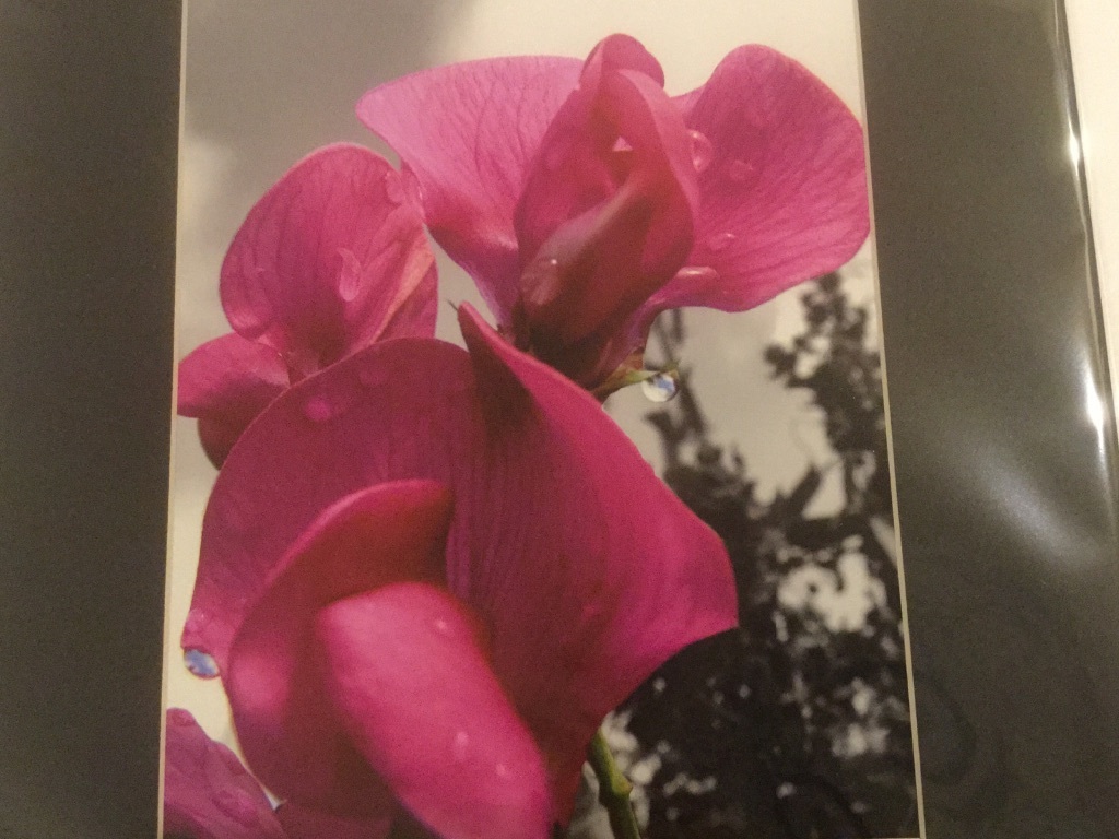 NEW Nature PHOTOGRAPH, 11x14in, Flowers, Multi-Color, Beautiful, Nature Lover