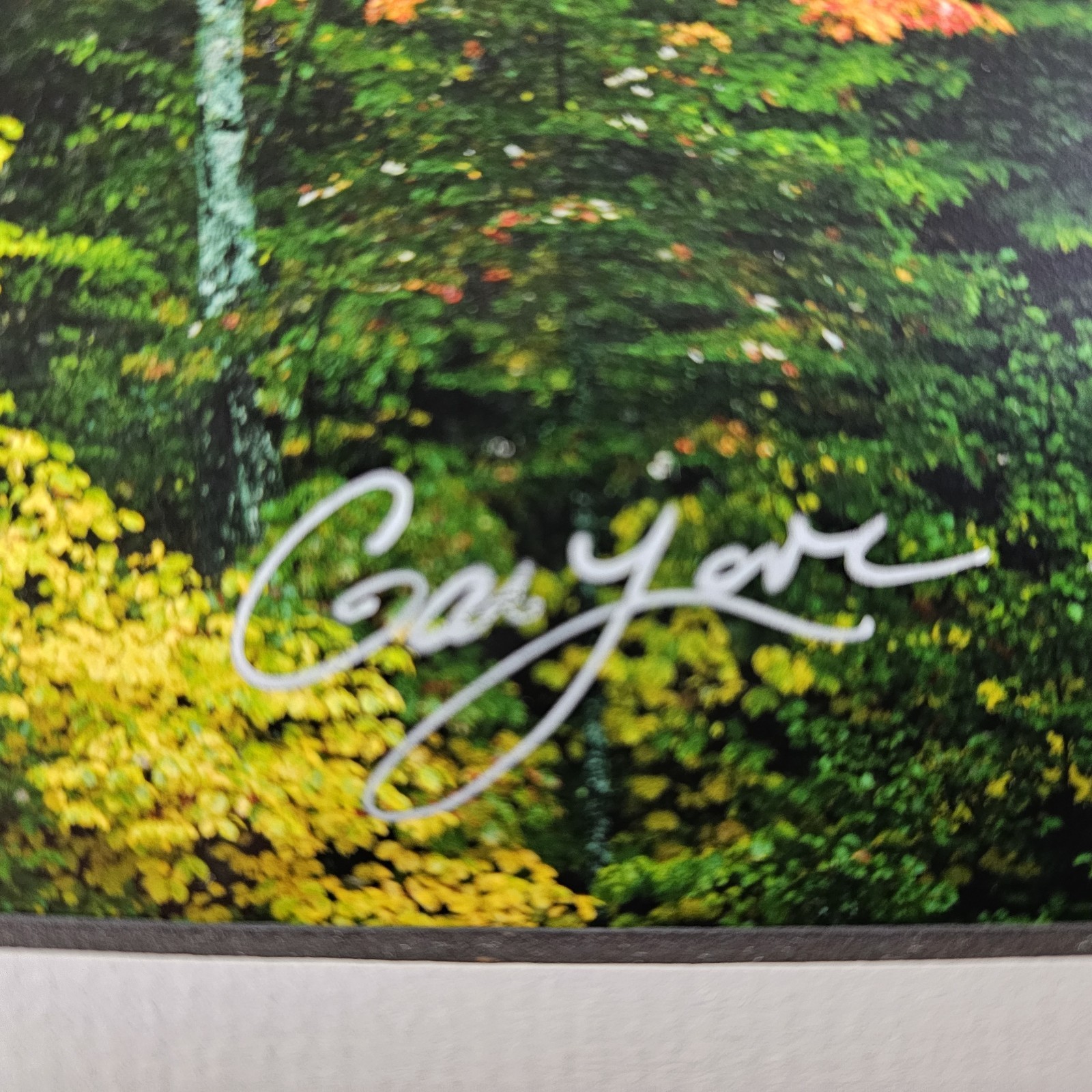 ART – Signed Gary Love Photograph 21.75×11.75 Framed Landscape Art – Maine Trees