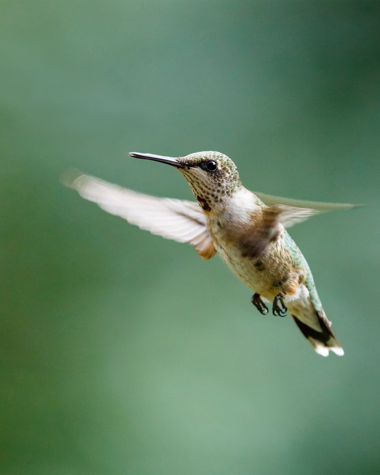 Female Ruby-Throated Hummingbird 8×10 8″x10″ Photograph Print