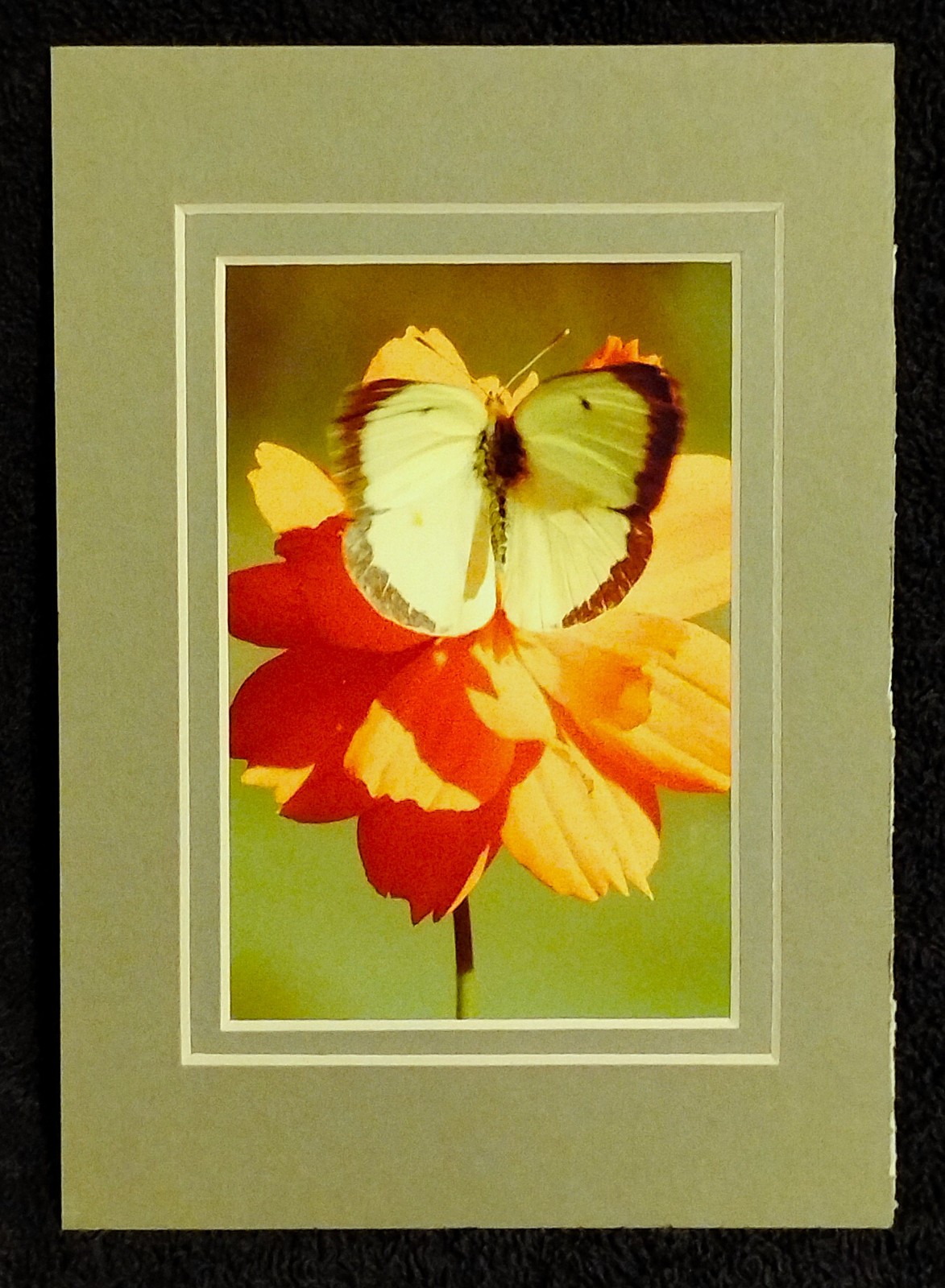 Wall Art Photography Hummingbirds Butterflies Garden 3×5 Photo Prints 4×6 Mats