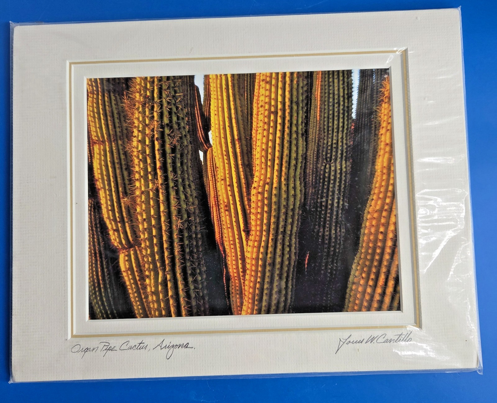 Louis Cantillo ORGAN PIPE CATUS Signed Photo Arizona Matted Mounted 14 x 11 New