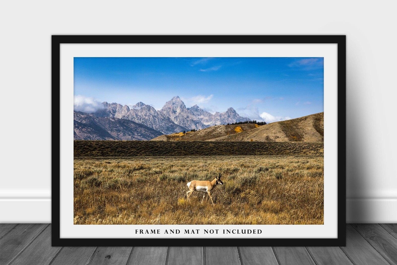 Pronghorn Antelope in Grand Teton National Park Wyoming Photography Print