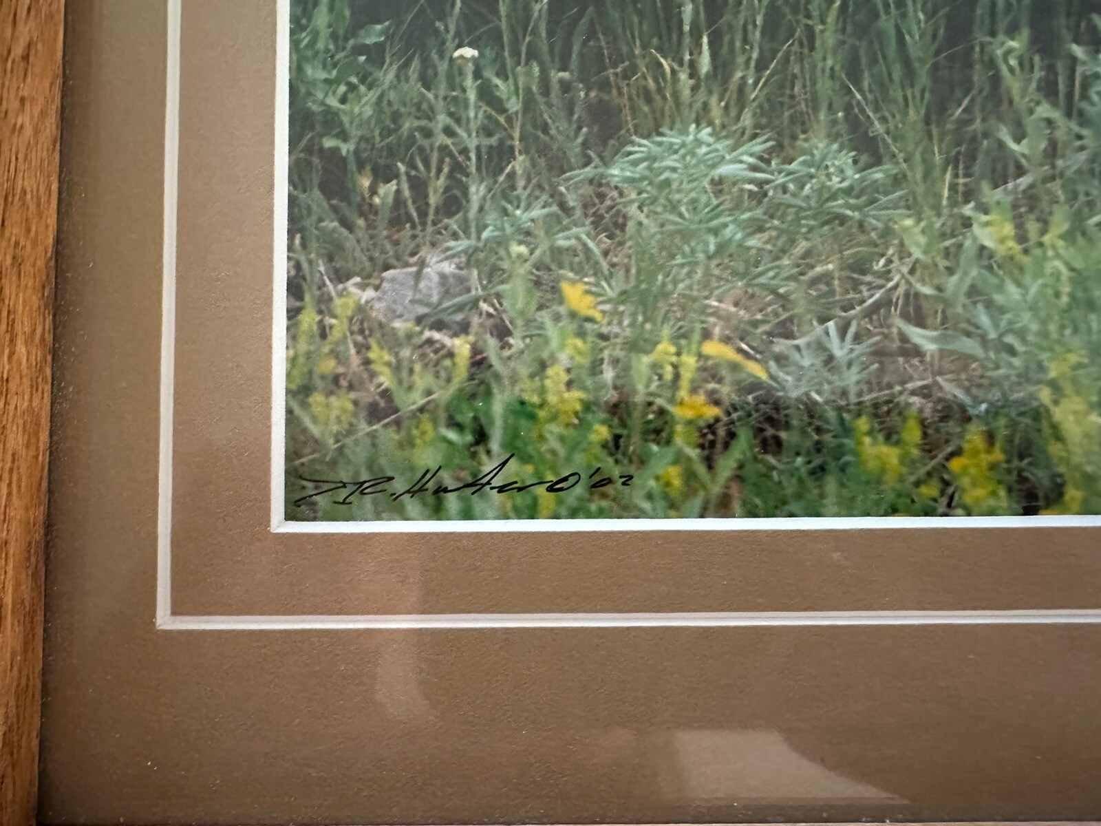Framed Twin Mule Deer Fawn Wildlife Photography By J.R. Hunter (Signed)