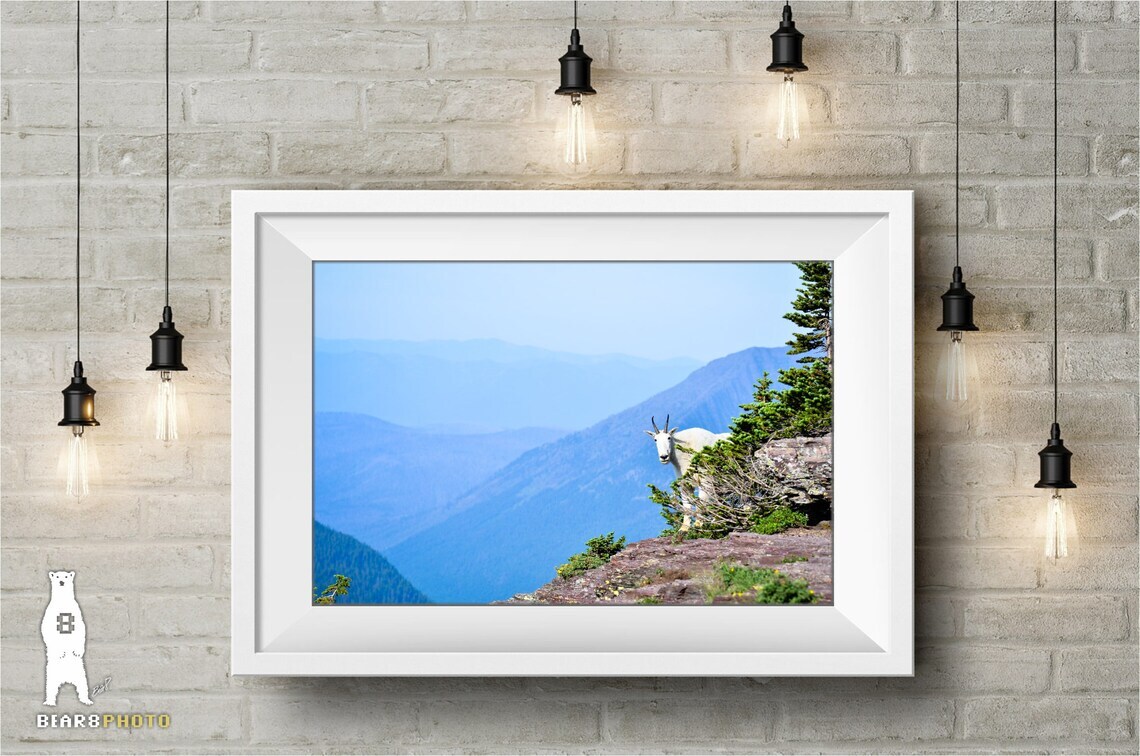Mountain Goat Wildlife Photography Prints – Glacier National Park, Montana