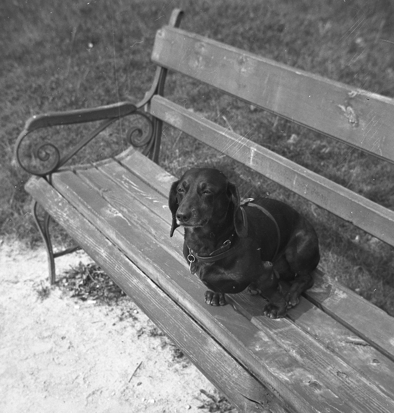 LOT 2x vintage fine art negative, couple w sweet dog, dachshund, funny, unusual