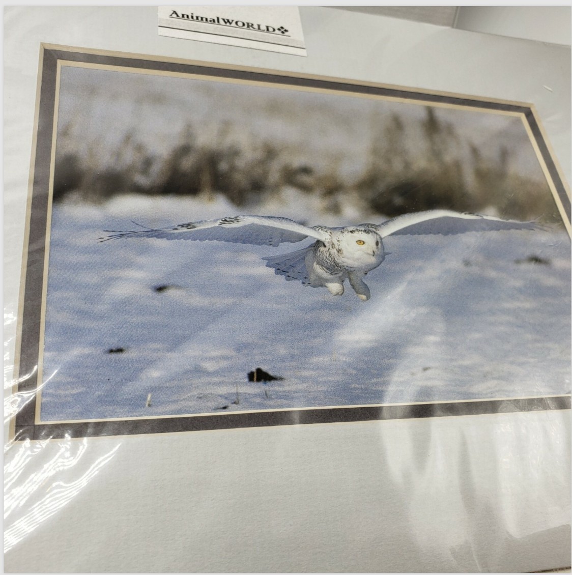 Snowy Owl Photo art print matted 8×10 in Andrew Paul Tennessee Wildlife