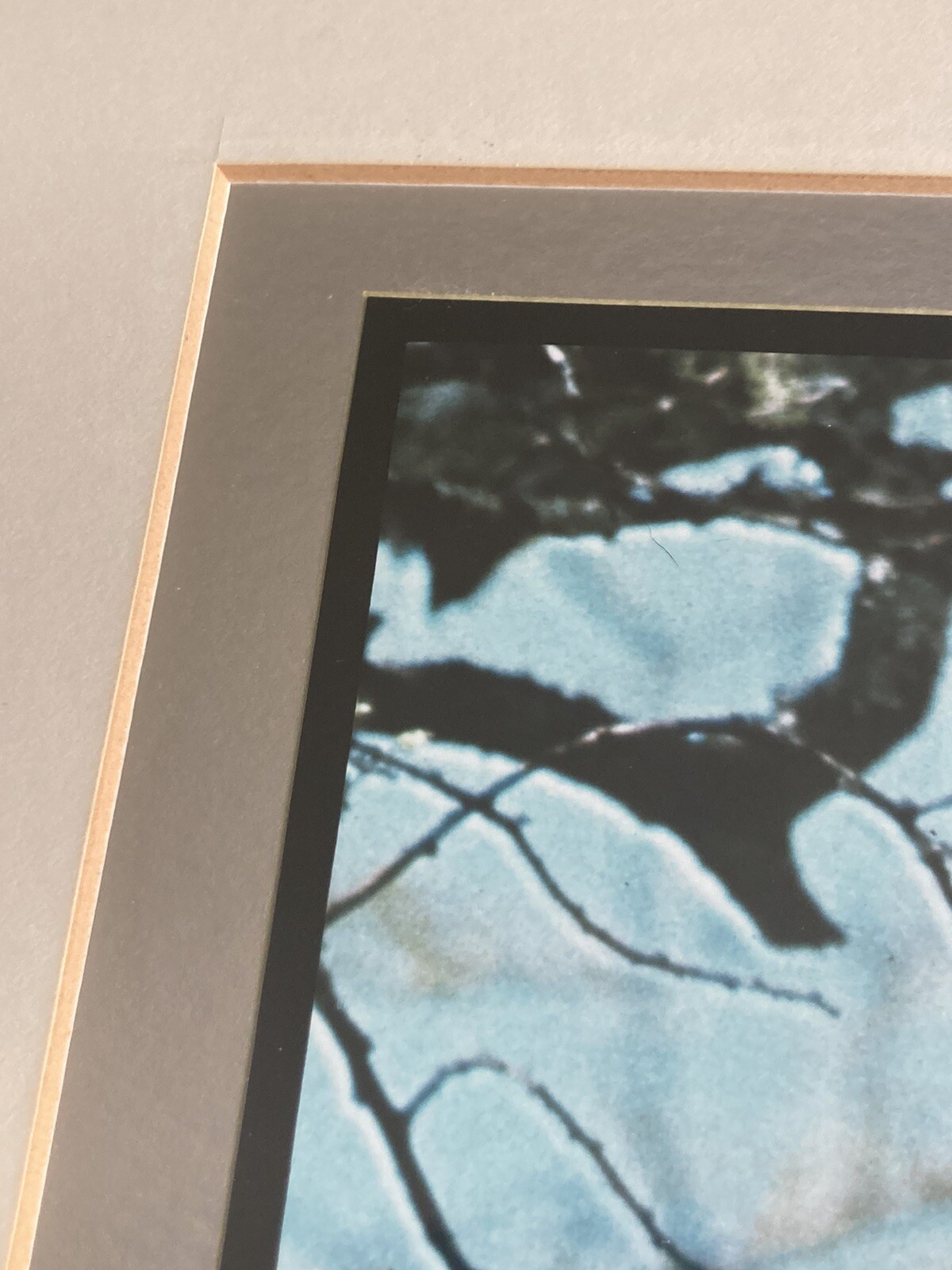 RARE Photographer Signed Limited Edition Photograph Print 1974 Lazy Lioness EUC!