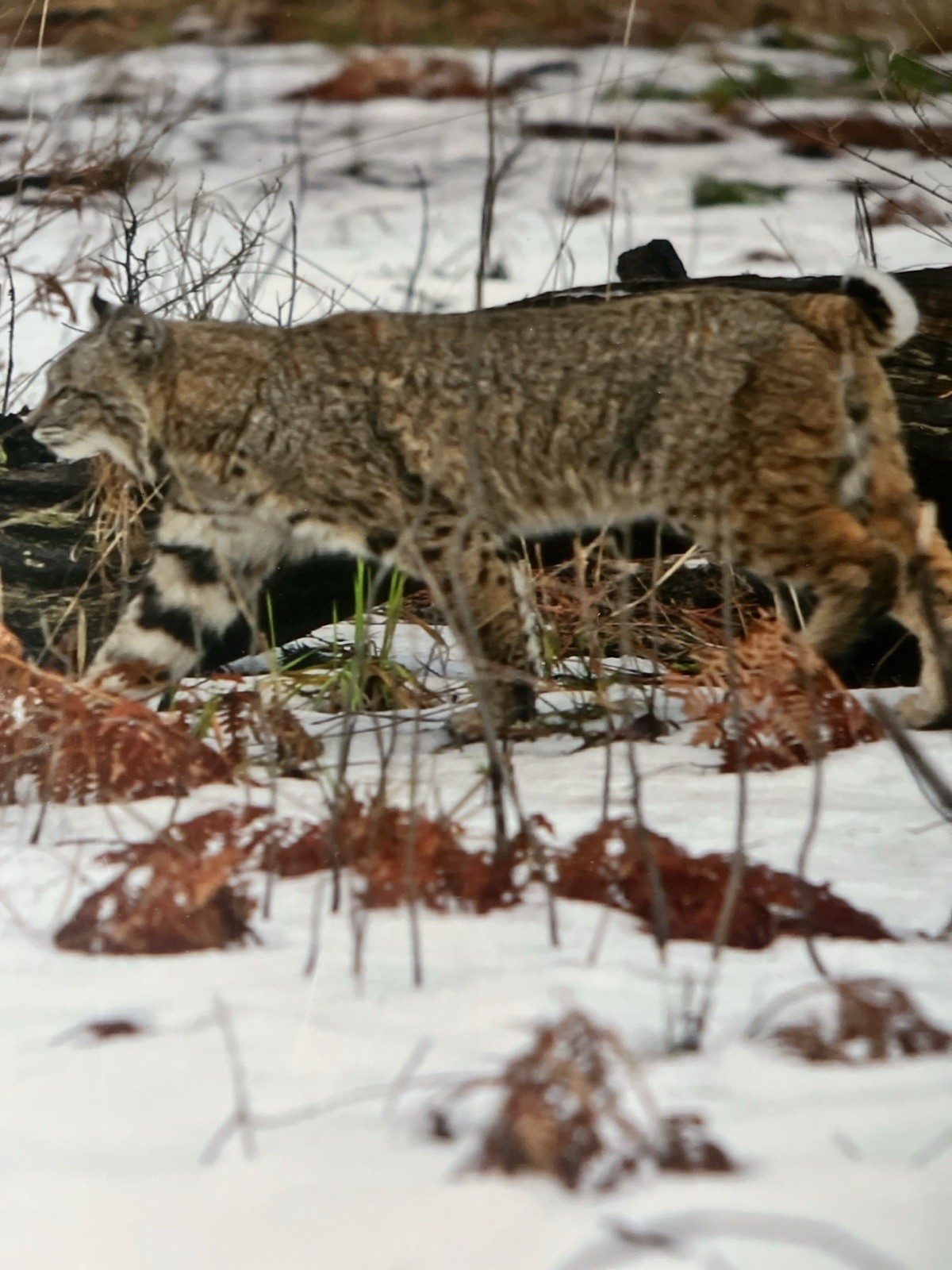 Kevin Fox Bobcat Wildlife Print Yosemite Winter 2006 Matted 16×20 KPF51
