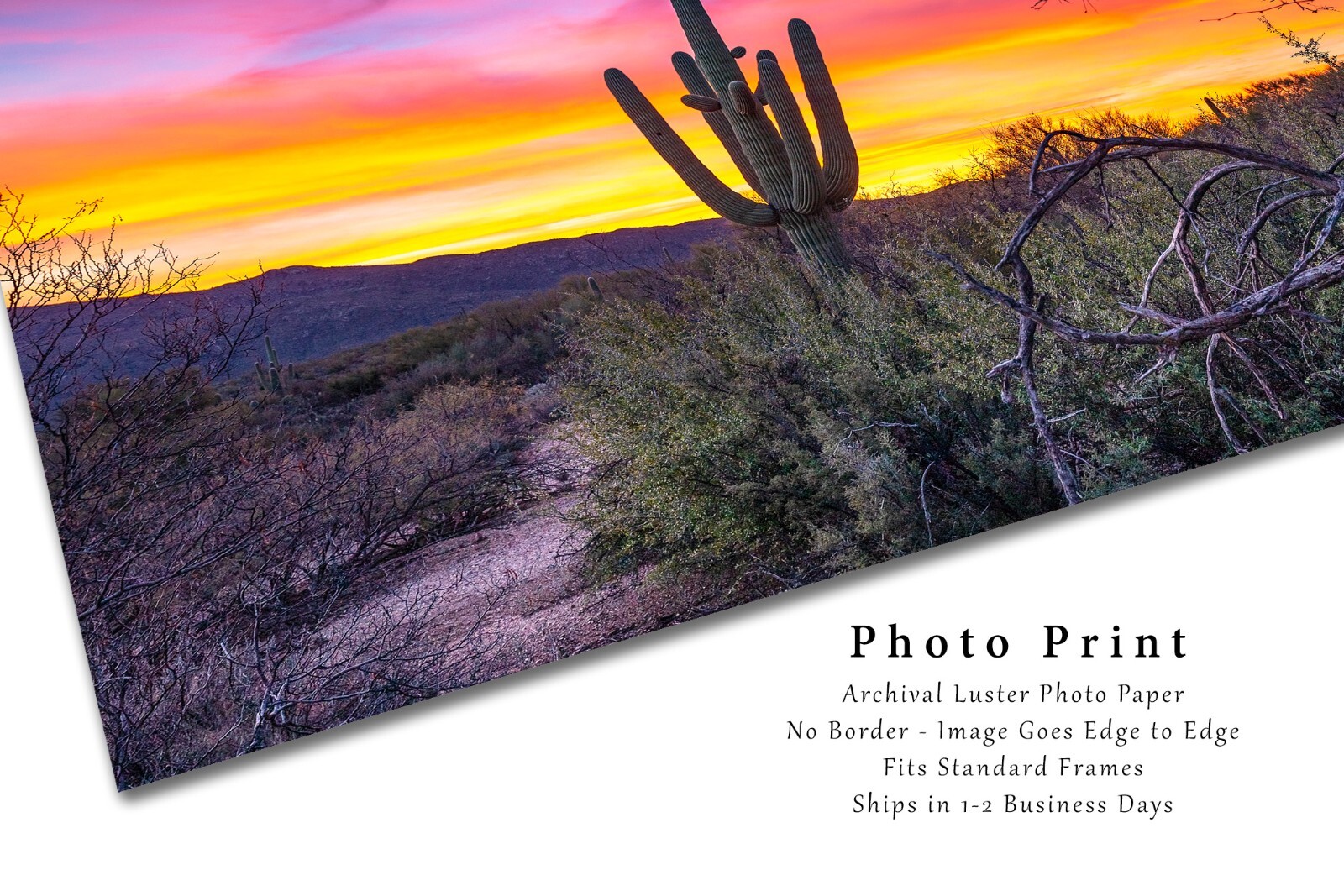 Southwest Photography Print – Picture of Saguaro Cactus in Arizona Desert