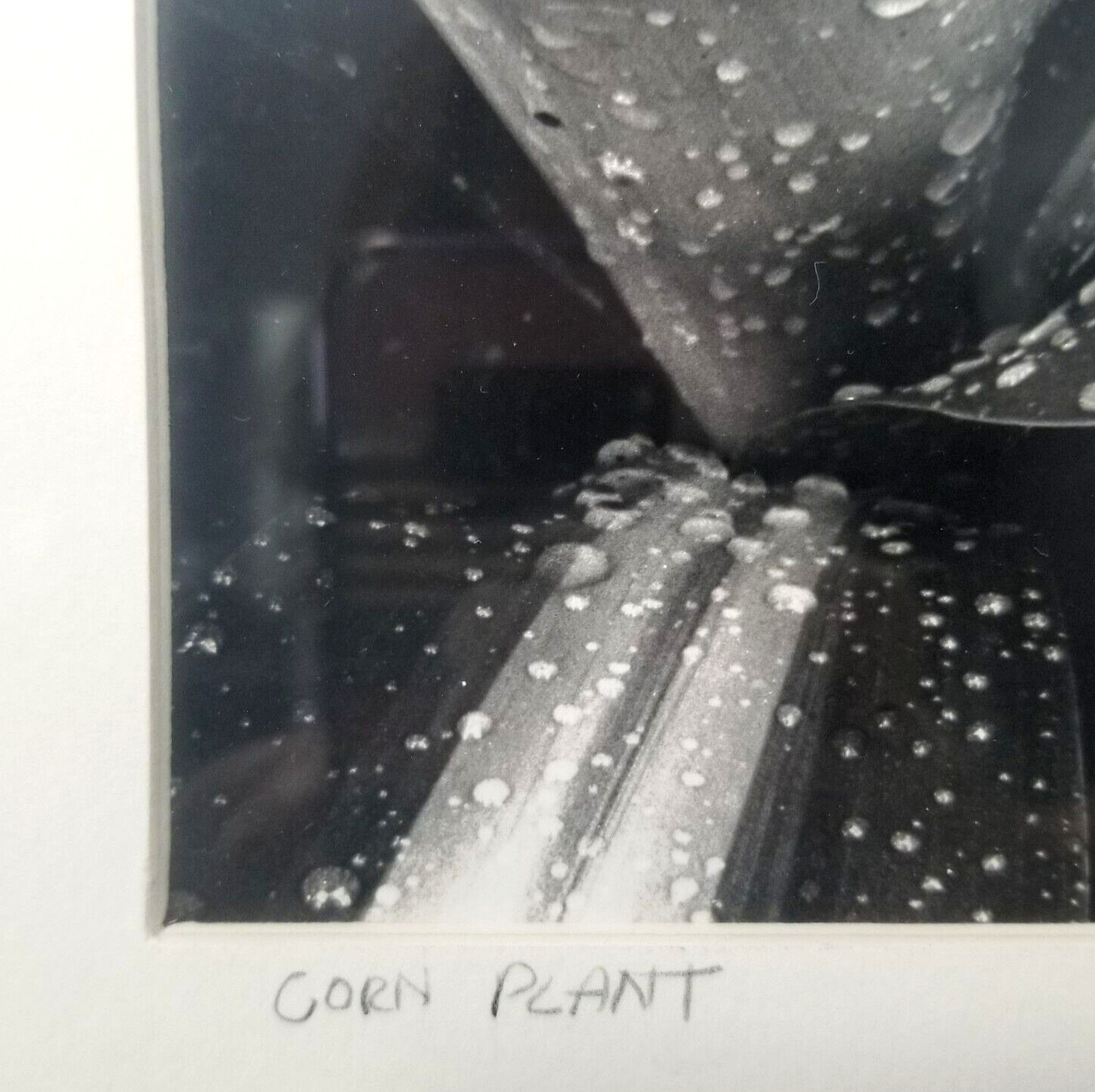 Vtg Black & White Corn Plant Photograph By Artist Matted Signed Dated And Framed
