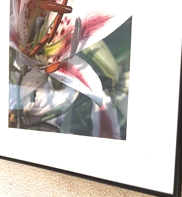 Art Photo 18×24″ William Moriarity Oriental Lily FRAMED matted signed Glass NICE