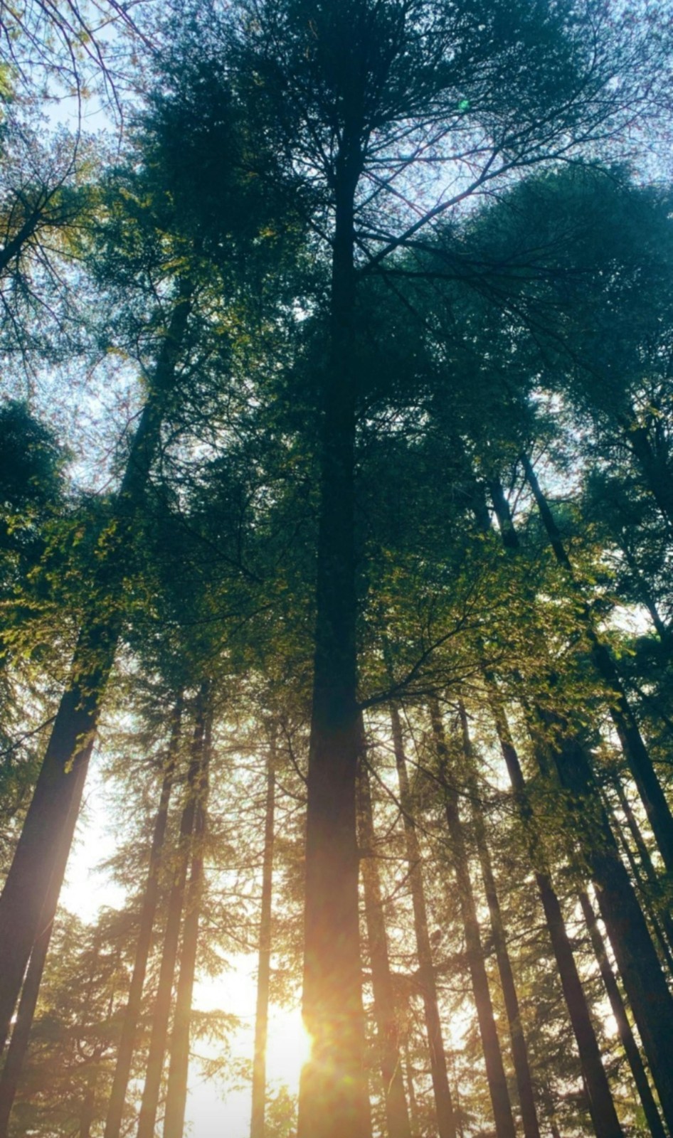 Digital Image Picture Photo Pic Wallpaper Background Tall Tree Light 6748