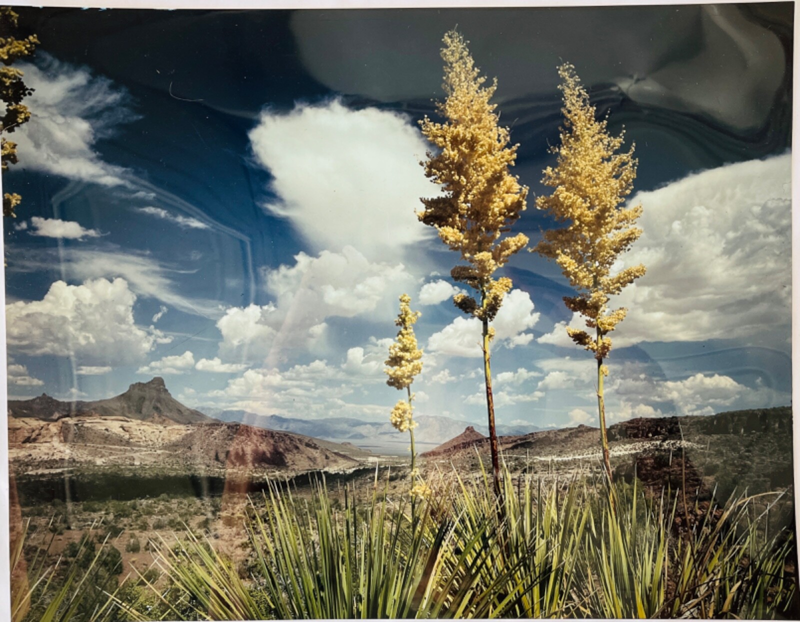 11×14″ Glossy Photo Arizona Landscape Photography Scene Yucca Plants Mountains