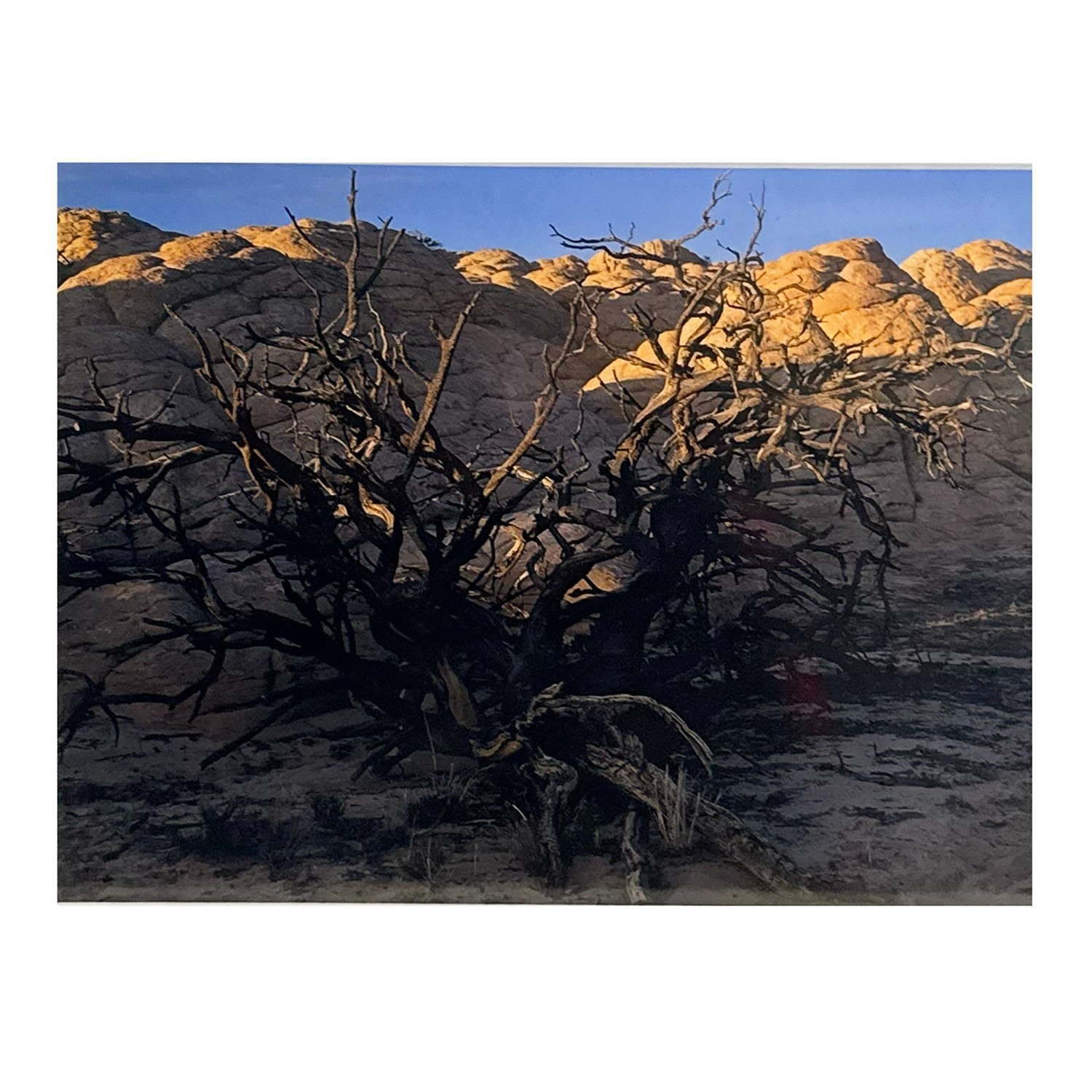 2002 Jim Witkowski 8×10 Color Photograph “Burnt Pinion at White Knolls” Arizona