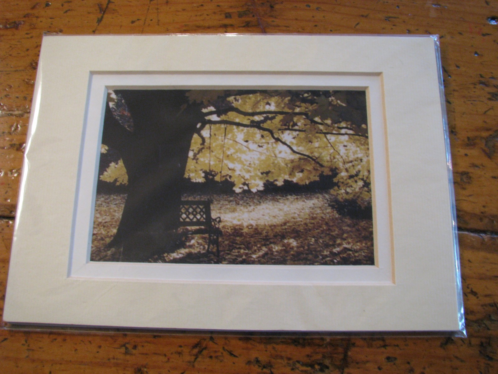 Handmade 5″ x 7″ Matted Photograph Golden Maple Tree in the Fall