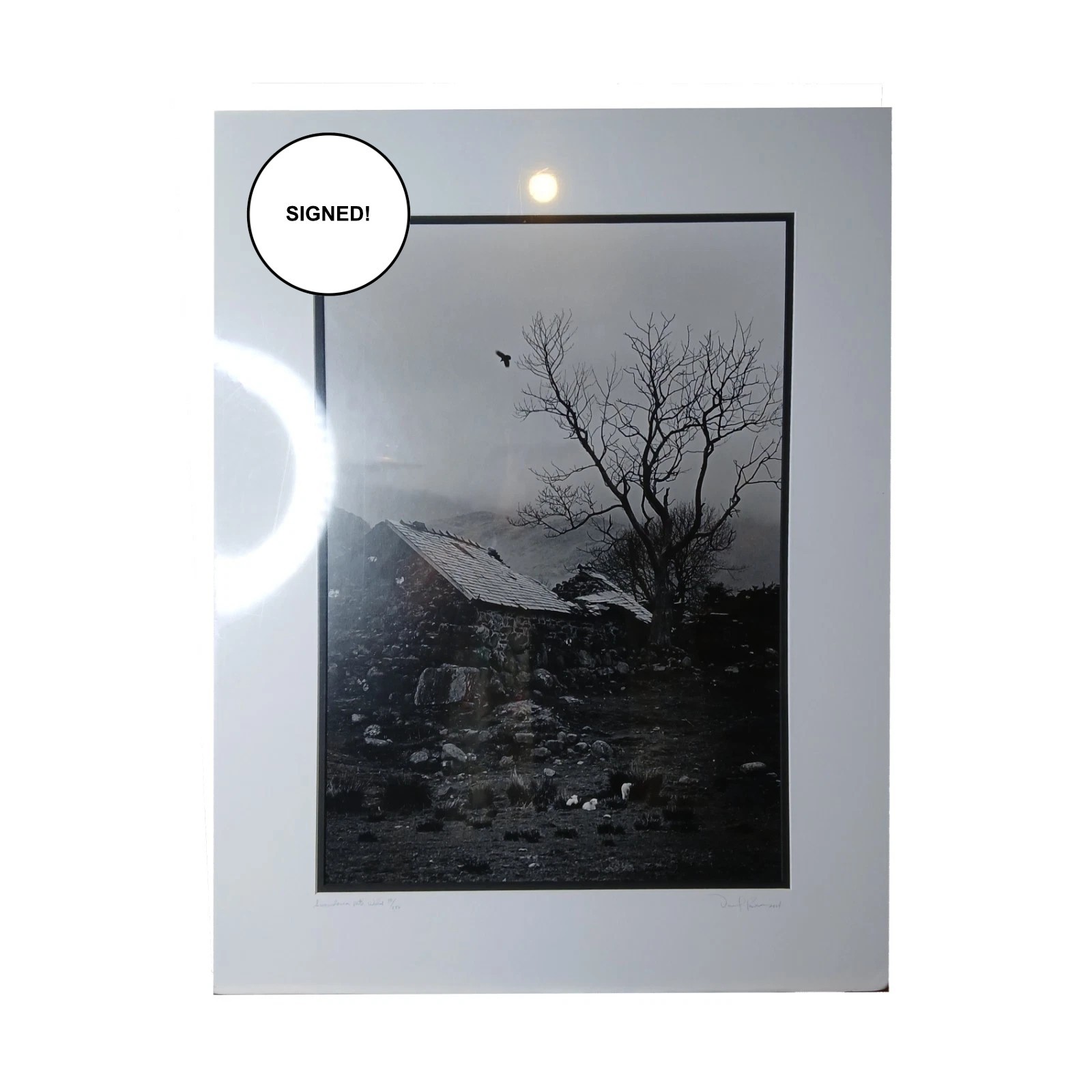 Daniel Powers SIGNED Raven Lambs 2004 Ltd Ed B&W Matted Photo Snowdonia Wales
