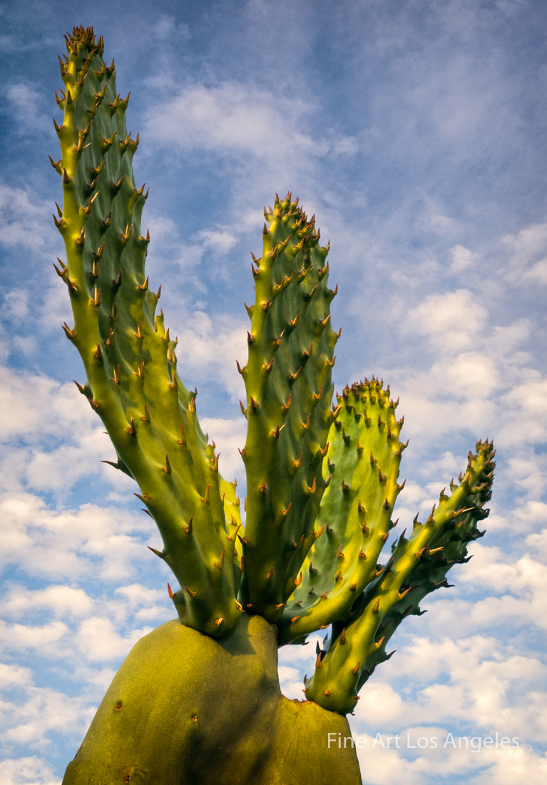 Jay Buchsbaum Photo, Untitled Cactus #1