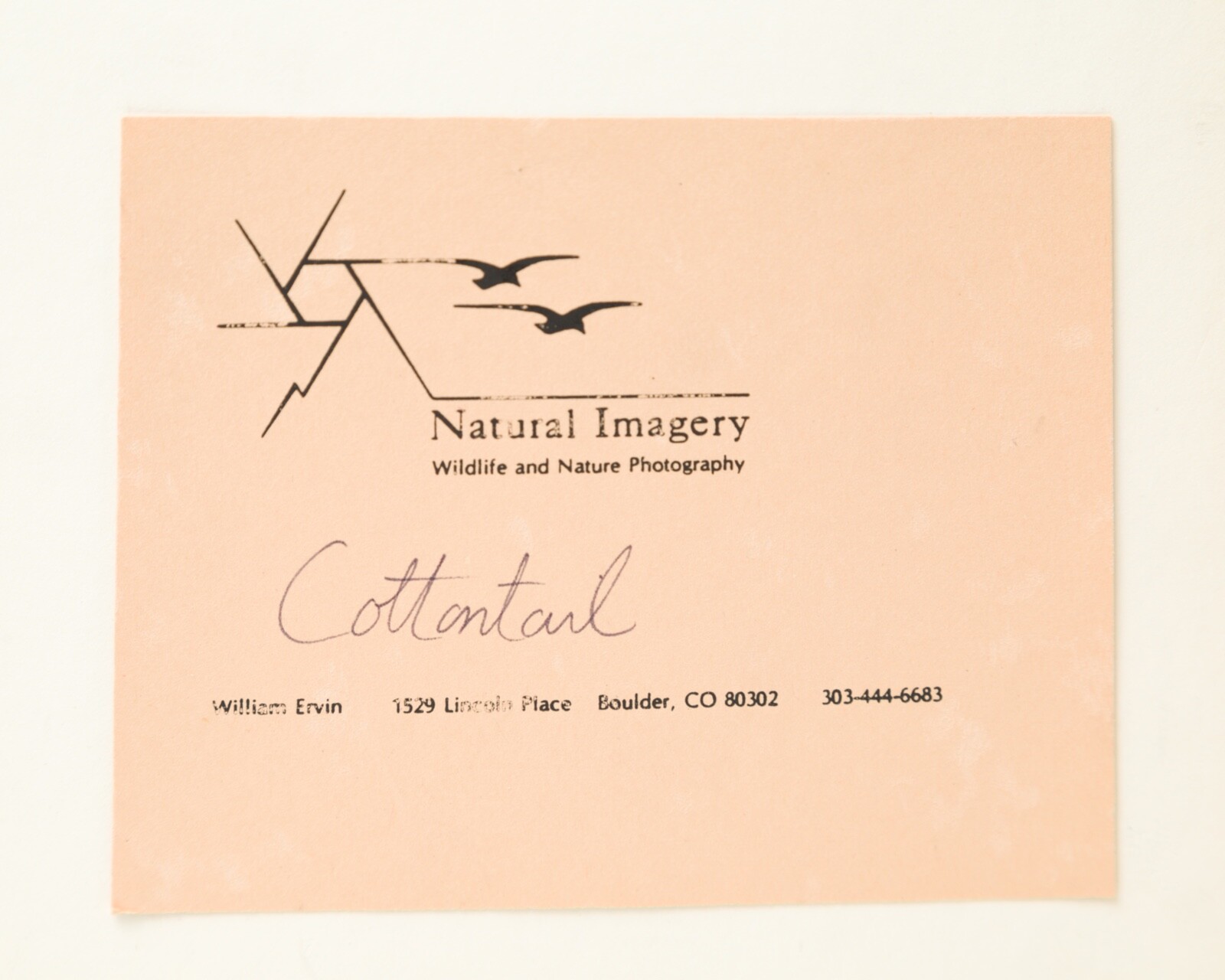 VTG Nature Photographs – Cottontail Raccoon William Ervin Natural Imagery Signed