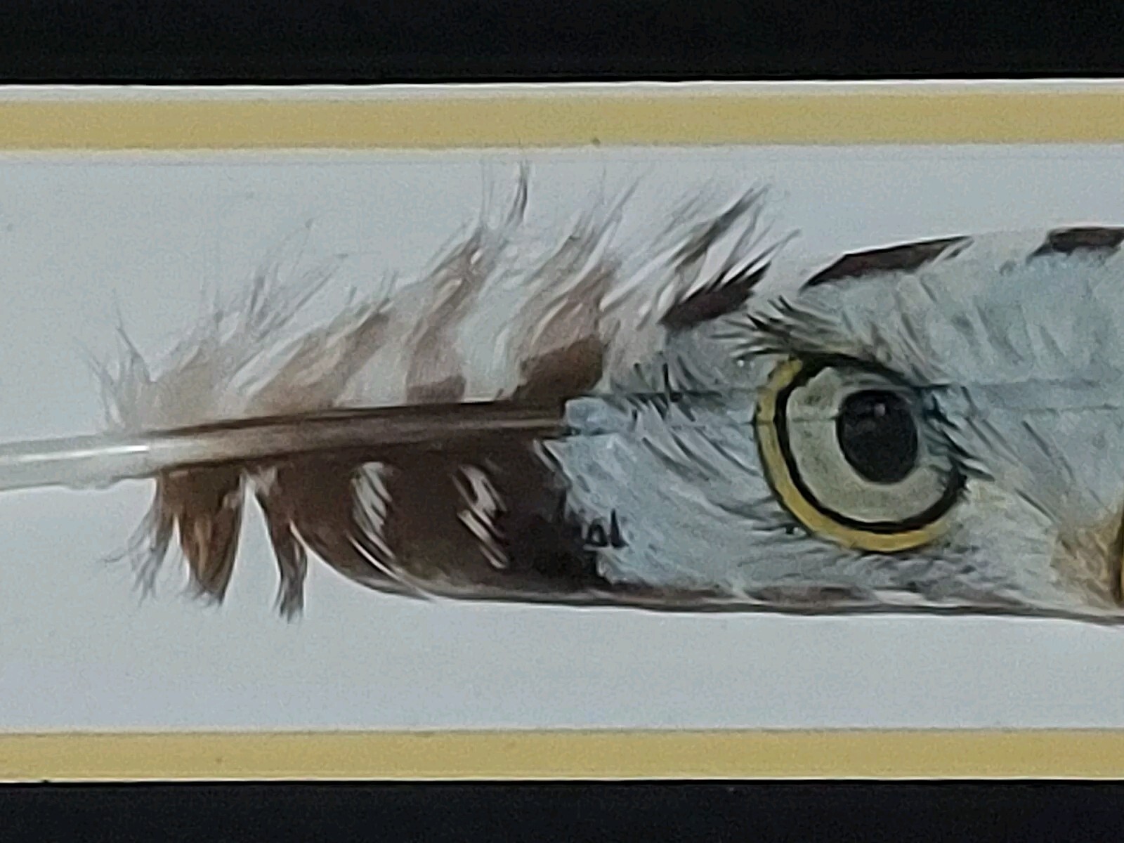 Picture of Painted Turkey Feather With Bald Eagle Eyes Beak Vtg Look Wood Frame