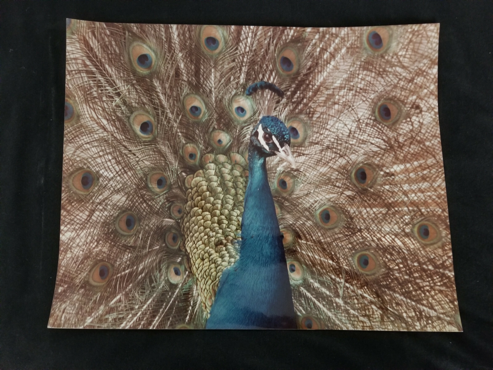 Peacock in Full Regalia Photograph: 16″ x 20″: Exquisitely Detailed