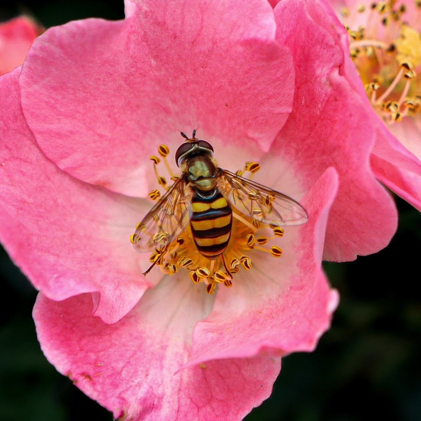 Floral Bee, Nature Photography Print