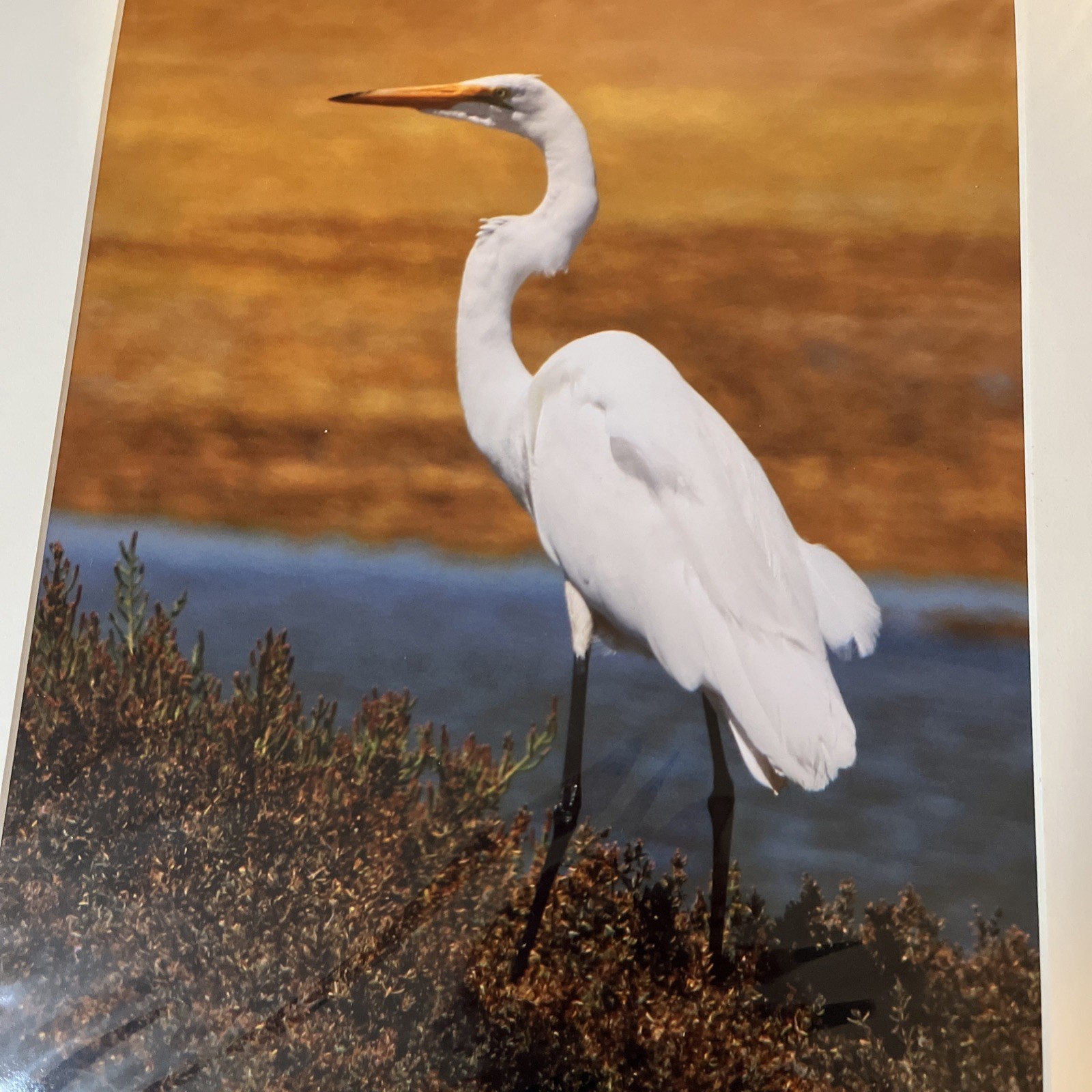 Common White Egret Matted Photo 16×20 Signed K. Fox Coyote Hills Regional Park