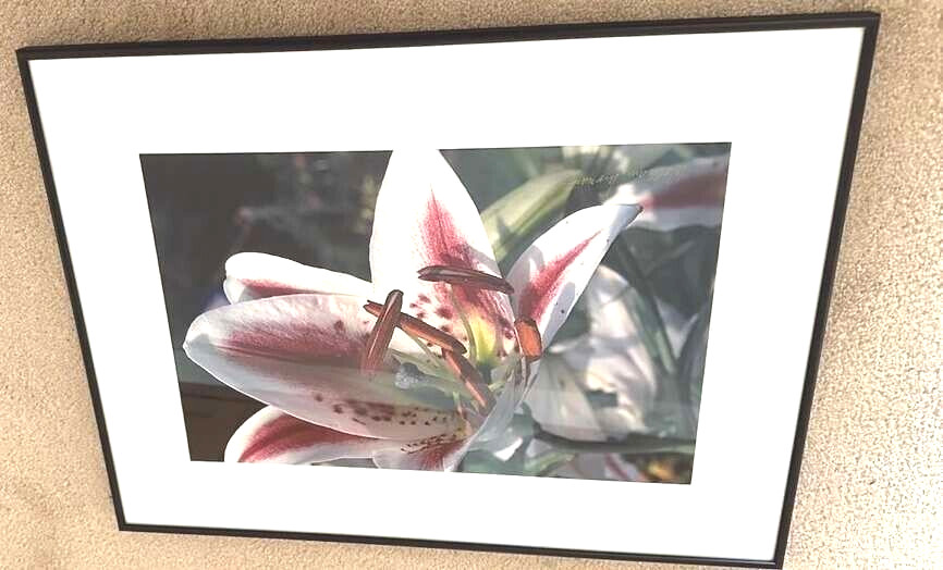 Art Photo 18×24″ William Moriarity Oriental Lily FRAMED matted signed Glass NICE