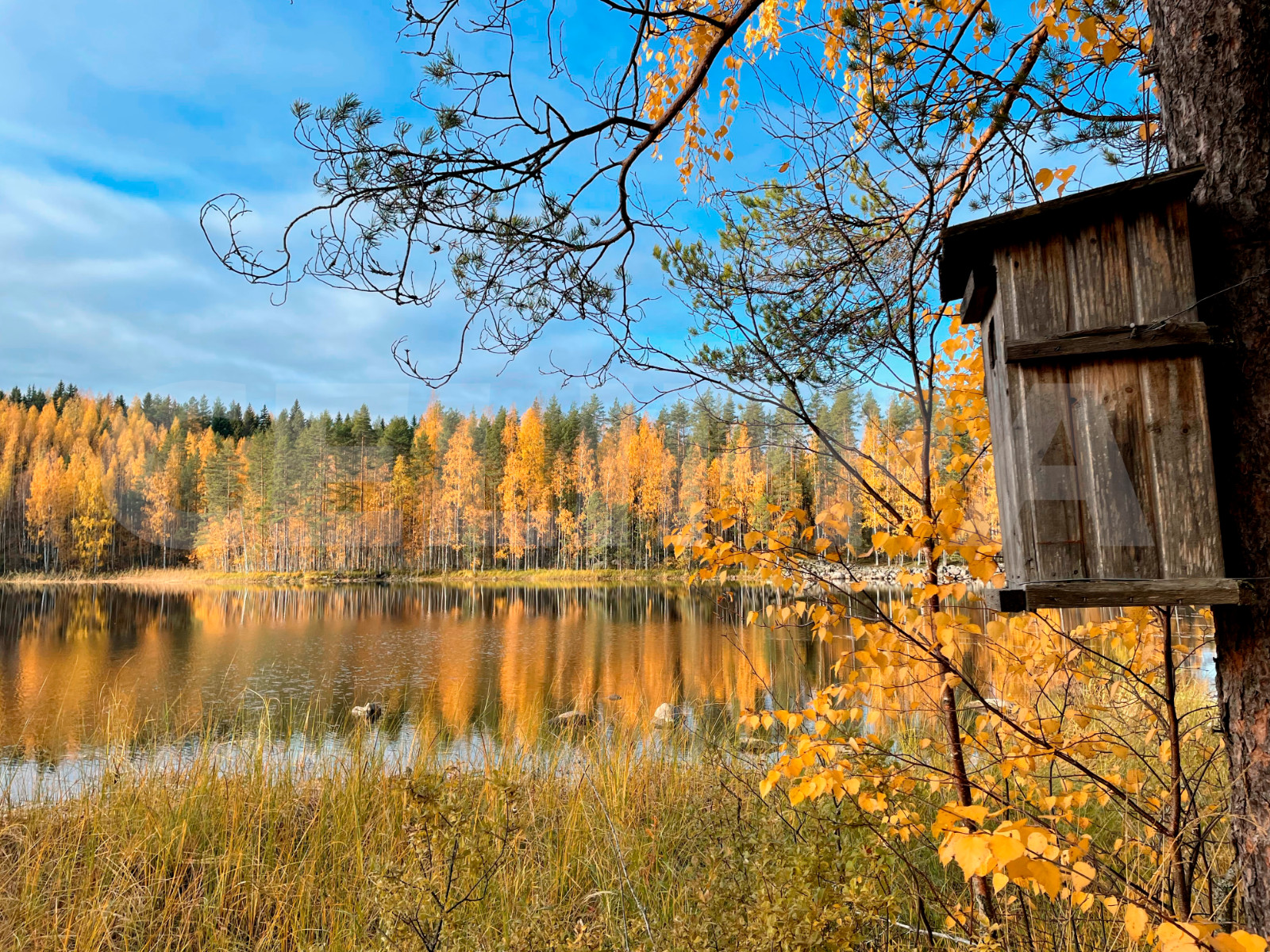 Photo Digital Product Wallpaper Image Picture Background Desktop Art -Lake.Fores