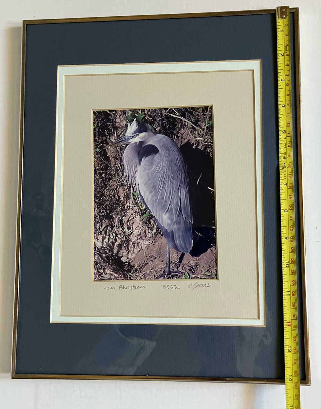 Framed And Matted Photograph Great Blue Heron Signed 14 X 11 Inches