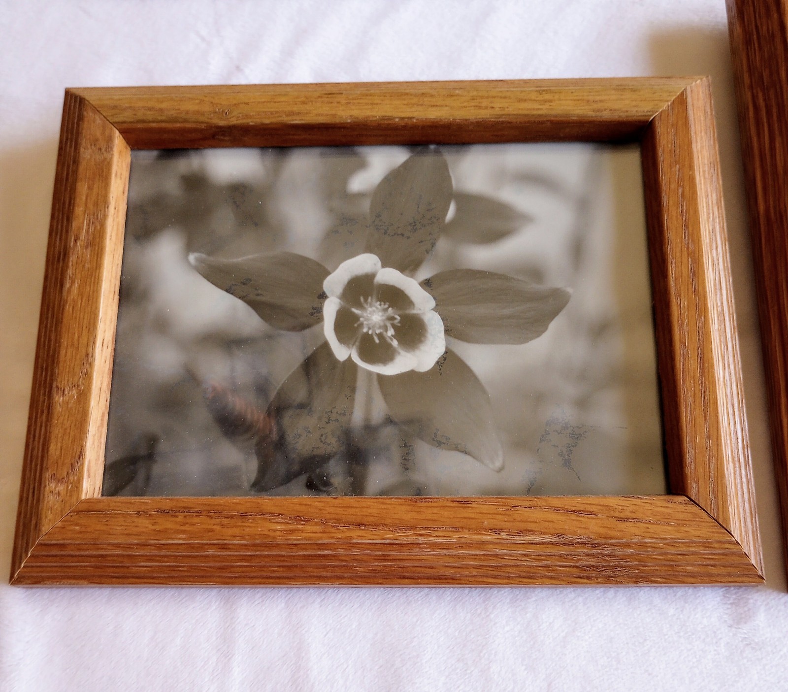 Lot4 Framed Black & White Flower Photos Tulip Rose Bleeding Heart Columbine 6×8″